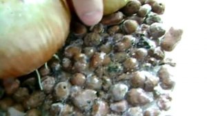 гидропоника своими руками