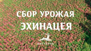 НАШИ ПОЛЯ ЭХИНАЦЕИ НА АЛТАЕ | СБОР УРОЖАЯ | ЭХИНАЦЕЯ ДЛЯ ИММУНИТЕТА | ВИСТЕРРА