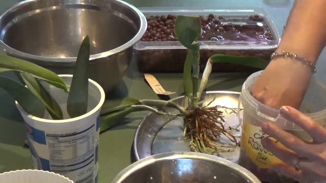 Repotting Rhyncholaelia digbyana in in-organic media and Semi-hydro set up смотреть онлайн