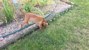 НЕМЕЦКИЙ ПИНЧЕР! Или кто?  Или ЧУВИНИ