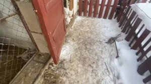 Раздой Козы  первокотки