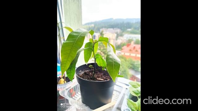 Как вырастить МАНГО??? смотреть онлайн