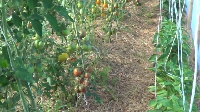 ТОМАТ ЦЫГАН смотреть онлайн