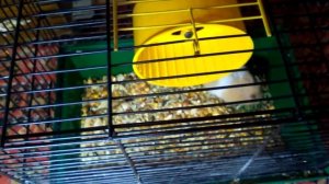 Что делать если пропал хомяк