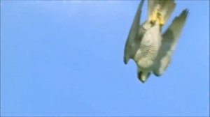 "СОКОЛ ЯСНЫЙ" Светлана Кощеева