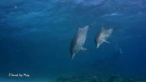 Дельфины! Материнская любовь/Dolphins. Mother's Love