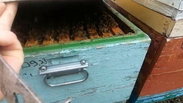 Одна из причин гибели матки зимой при изоляции матки смотреть онлайн