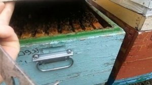 Одна из причин гибели матки зимой при изоляции матки