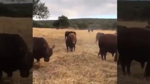 Быки Лимузины. Мясная Порода КРС.