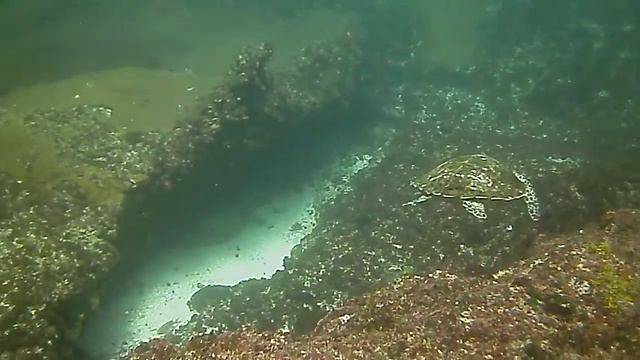 Черепахи в Индийском океане смотреть онлайн