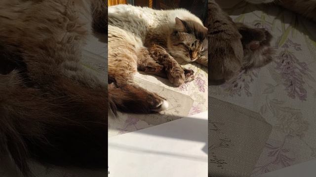 Почему живём через тяжесть! Лёгкости не хватает! смотреть онлайн