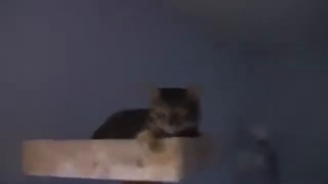 Коты позируют для фото смотреть онлайн