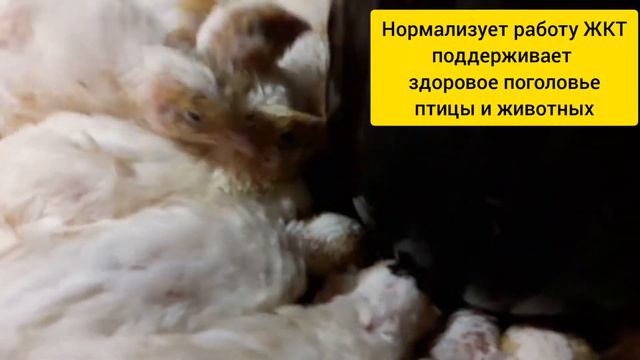 🍃 РЕАСИЛ БИО добавка💚💛//Самый Крупный Перепел в Украине Хитрук Елена.