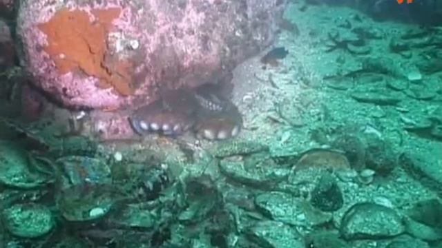 Banka Tazgou - банка Тазгоу