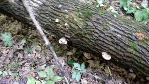 Гриб, не уступающий по своим свойствам РЕЙШИ | ТРУТОВИК ПЛОСКИЙ