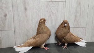Мелитопольские голуби @