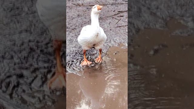 Где купаются ГУСИ, если нет водоема🐥🏊♀️❓️🤔