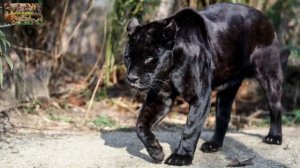 Животный мир земли. Дикие кошки. Род: пантеры. Ягуар