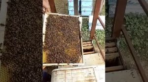 Расширение 6 рамочника! Песня про пчеловодов!