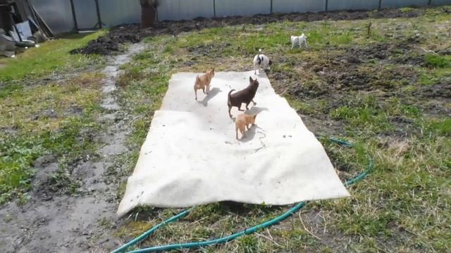 ЧИХУАХУА щенки приучены к прогулкам на улице / питомник Мари Мистик/ Марина Белкина смотреть онлайн