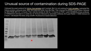 Unusual source of contamination (brain protein extract SDS-PAGE)