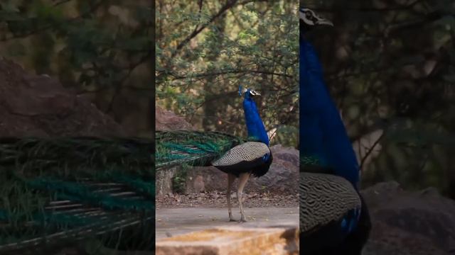 🦚peacock dance#Peacock video dance# #capricorn#Dance peacock video #🦚🦚🦚