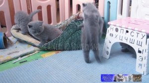 Игры британских котят