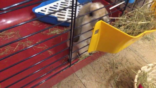 Чем можно а чем нельзя кормить кроликов смотреть онлайн