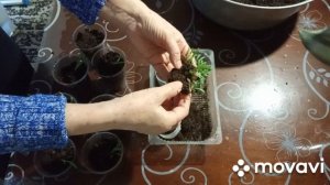 Пикировка статицы и ноланы