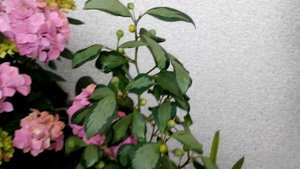 ФИКУСЫ, моя коллекция, часть 2