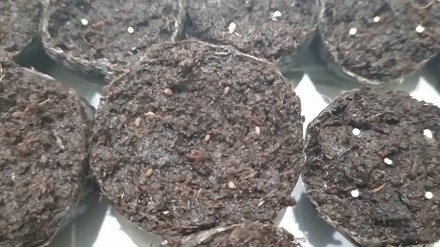 Что посеяла сегодня?) /9.02.22/Первый раз сею дорогие петунии, страшно😣 смотреть онлайн