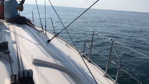 Самые большие дельфины в Черном море Афалины!!! #дельфины#море