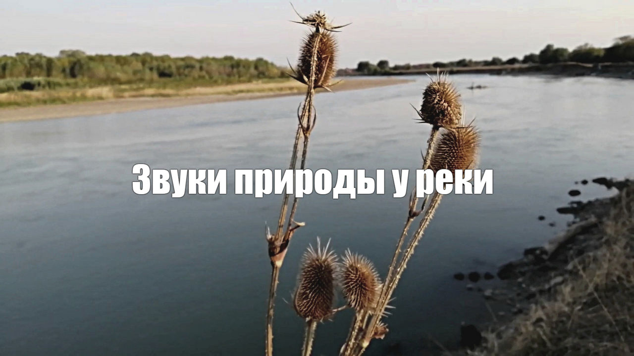 Звук природы. Шум реки и пение птиц ранним утром. Волшебная магия для расслабления