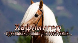 Хафлингер -  идеальная лошадь для всей семьи  *