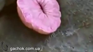 Японская рыба-жопа