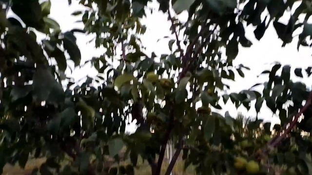 Орех Песчанский, плодоношение в третьем году.