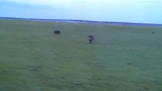 Ржач,кабаны,погоня смотреть онлайн