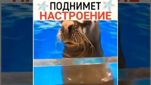 Морж поёт очень смешно!!!