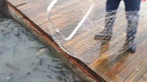 Запуск 200 кг форели усадьбе «ЗОЛОТЫЕ КАРАСИ» - 14 марта 2020 год