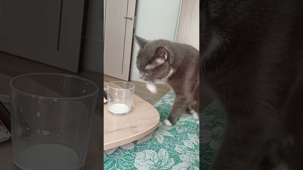 Все любят молоко смотреть онлайн