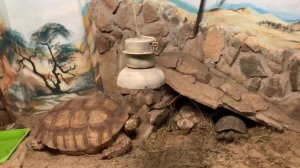 Зоопарк Екатеринбург #екатеринбург #зоопарк #животные # дети #детскийвлог #ванясаша #путешествия