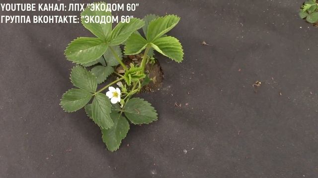 Клубника ХОНЕЙ Высокоурожайный Ранний сорт. Весна Обзор на участке в Псковской области.