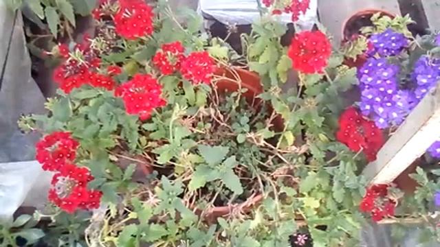 Заказ черенков вегетативных растений смотреть онлайн