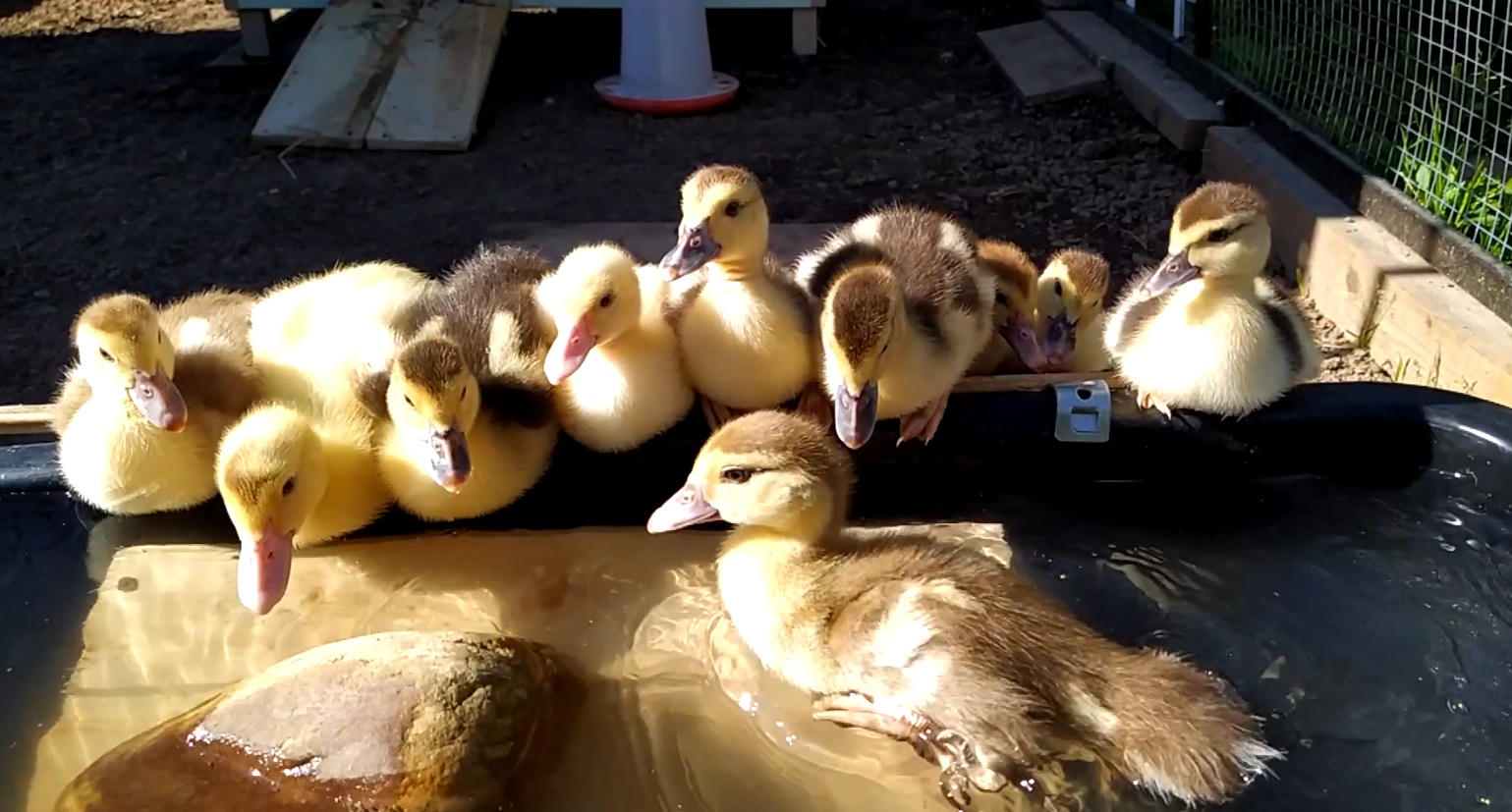 Забавные утки. Содержание уток на даче от яйца до взрослой птицы смотреть онлайн