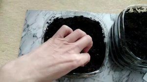 Зелень круглый год.Выращивание дома на  балконе.