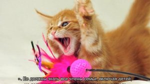 Как отучить котенка кусаться: причины такого поведения
