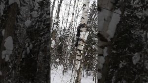 Сбор чаги и очередное испытание гаф.