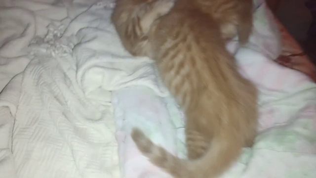 Котята мейн-кун 1,5 месяца