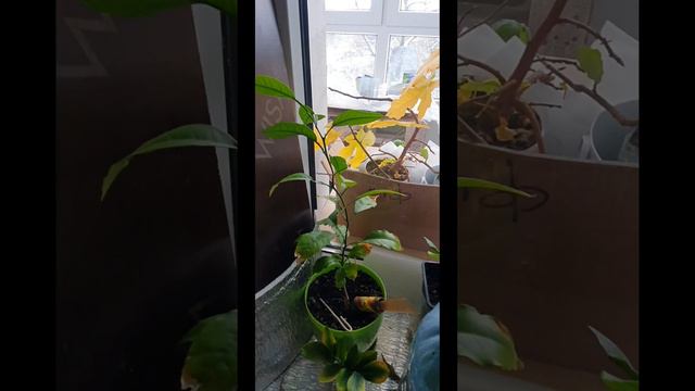 Обрастаю помаленьку растюхами,заселяю подоконник) смотреть онлайн