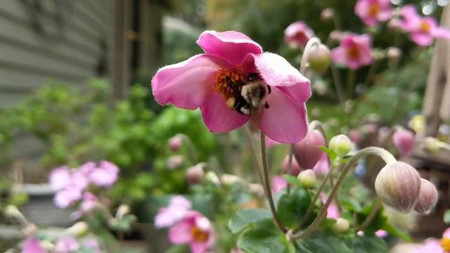Intense Bumblebee Activity on Japanese Anemone смотреть онлайн